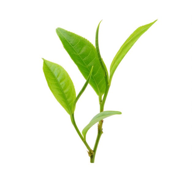 Utiliza la energía del té verde para tus entrenamientos