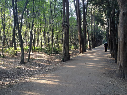 Viveros de Coyoacan